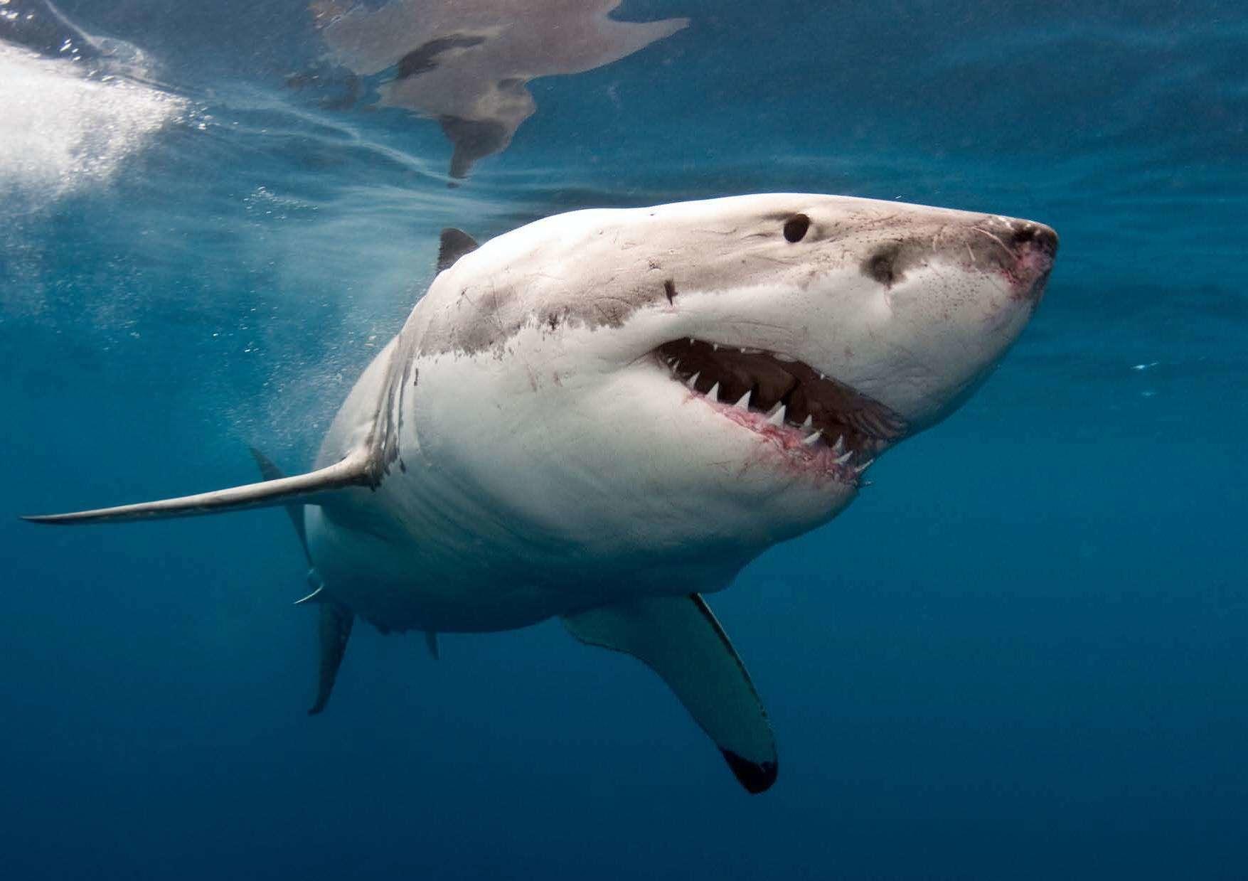 hunting-white-shark-photo