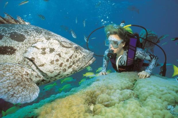 012805Great Barrier Reef	Underwater Diving
