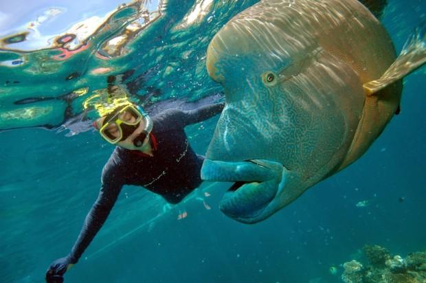 Me_with_Humphead_Wrasse_Great_Barrier_Reef