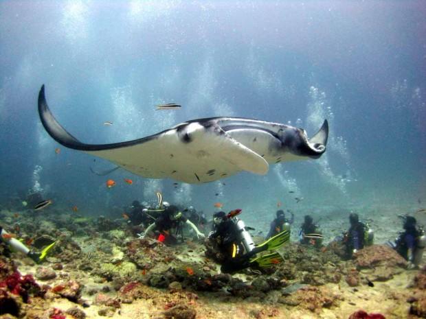 manta-ray-maldives