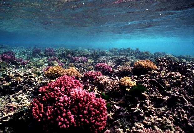 (c) Wolcott Henry 2005 Marine Photobank coral