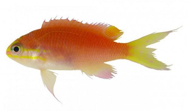 Adult-Fish-of-the-New-Species-