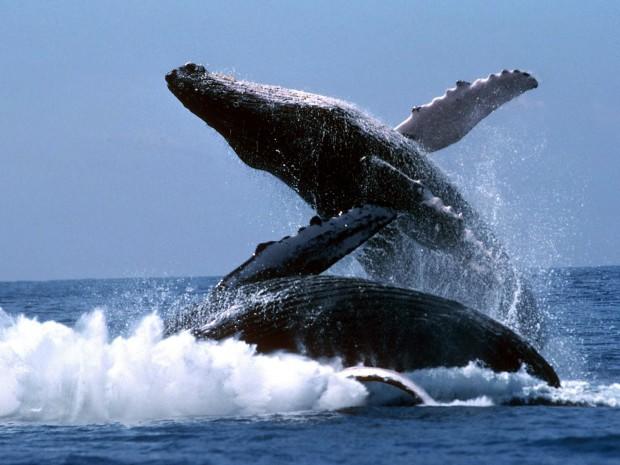 las-ballenas-jorobadas-regresan-nuevamente-a-las-aguas-dominicanas