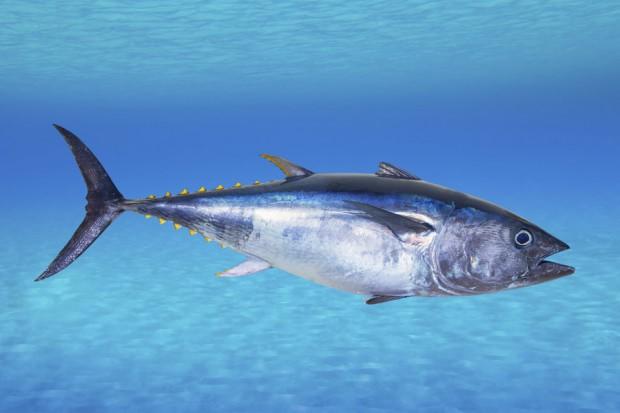 bluefin-tuna-2_custom-808feafef2fcb638e46945e81c26827fd39a25d9-s900-c85