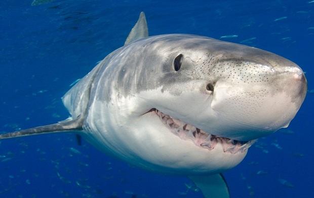 This great white shark, Carcharodon carcharias, was photographed just below the surface off Guadalupe Island, Mexico.. Image shot 2007. Exact date unknown.