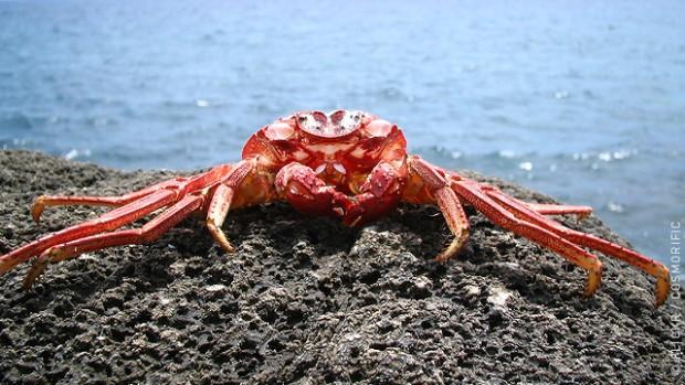 https://vodabereg.ru/wp-content/uploads/2017/01/66948_1_crab-620x349.jpg